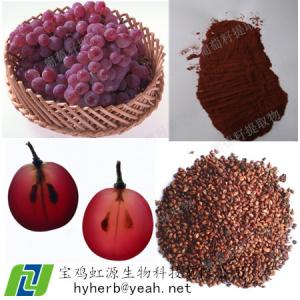 China Best Grape Seed Extract OPC 95% wholesale