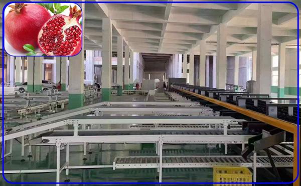 Quality High Speed Pomegranate Sorting Machine 2 Channel Intelligent For Size And Breakage for sale