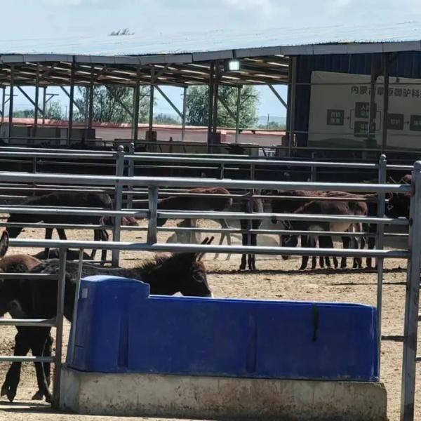 Quality Convenient and Sturdy Built-in Temperature Control Cow Drinking Trough with 140L Capacity for sale