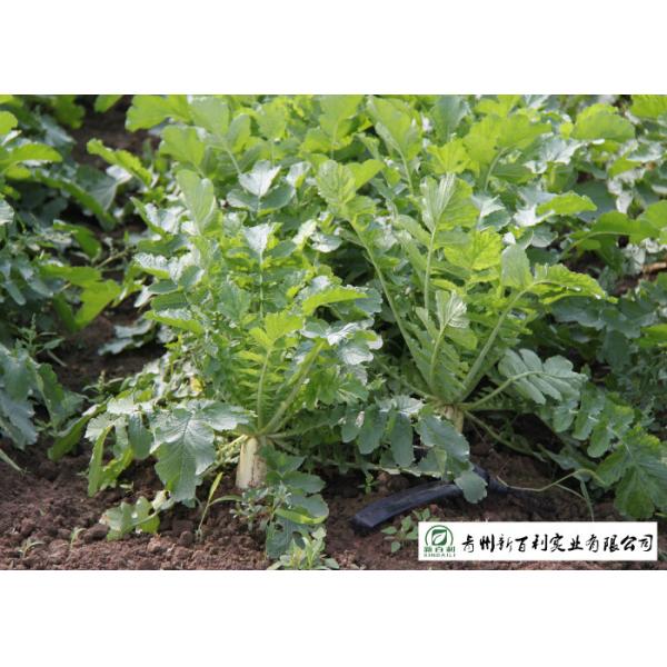 Organic Smooth Surface Fresh White Radish No Moldy Detoxification Function