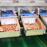 Hardness And Softness Sorting 1.4 Tons Per Hour 6-Lane Palm Dates Sorting