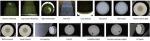 AI Algorithm Auto Visual Inspection Machine For Cup Defectection 6 Camera