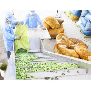 China Apricot Plum Peach Processing Plant / Juice Processing Equipment Water Saving wholesale
