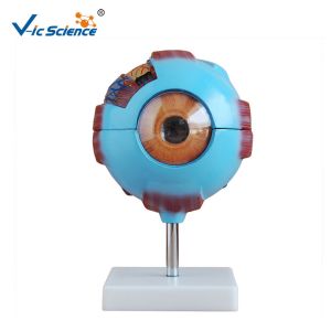 China Medical Science Human Anatomy Model Giant Eye Model 53x39x55cm wholesale