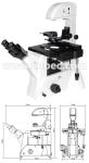 Infinity Objective Inverted Optical Microscope Phase Contrast Microscope Bright