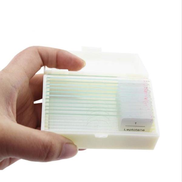 Medical Lab 12pcs Prepared Botany Slides On Plant Research