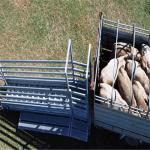 Australian Galvanized Cattle Loading Ramp / Mobile Cattle Loading Ramp Easy