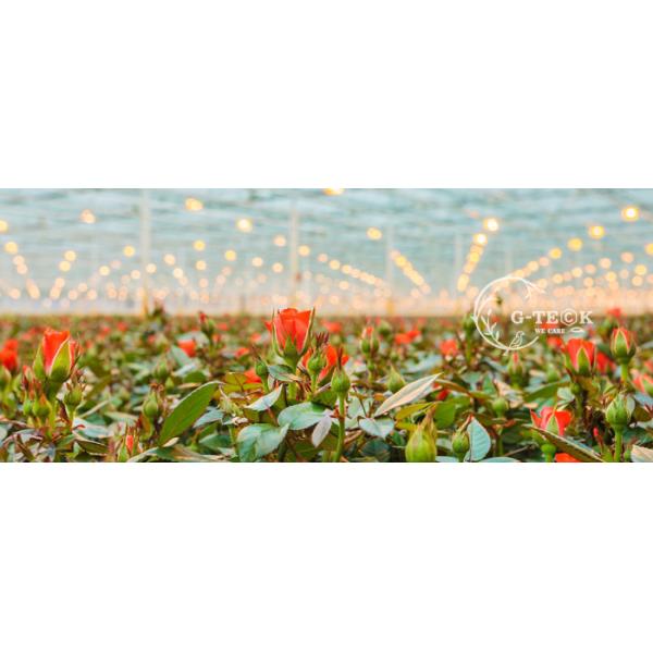 Gibberellin 500 PPM Seaweed Extract Powder Green Seaweed Polysaccharides 40%