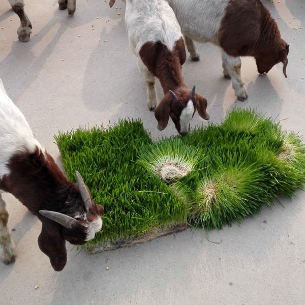 CE 10000kg Animal Forage Grass Fodder Machine 600*400*120mm Tray