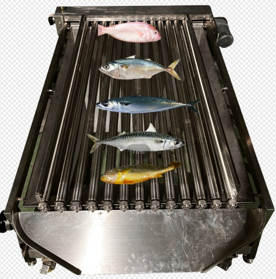 Professional Fish Automatic Grading Line And Sizing Other Small Fish
