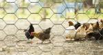 12M PVC Galvanized Hexagonal Wire Netting mesh For Poultry Farm