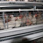 Durable A Type Layer Chicken Cage System Automatic Control IS9001 Approval