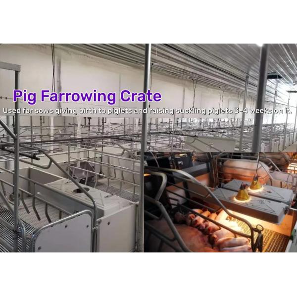 Efficiency and Sustainability in Piggery Farming Prefabricated Modular Building for Modernized Farm