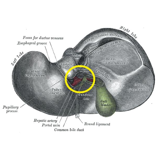 Medical Science Teaching Human Organ Model Liver Eco - Friendly PVC