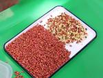 Wenyao Peanut Color Sorting Machine Automatic Nuts Color Sorter With Remote