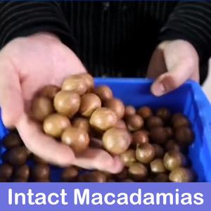China CE Certificates Macadamia Nut Sorting Machine 360 Degree Rotational 380V 8 Channles wholesale