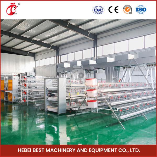 96 Birds H Type Automatic Chicken Chick Cage / A Type Broiler Chicken Cage With Sliding Door Rose