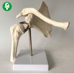 China Skeleton Shoulder Joint Human Joints Model Scapula Medical Teaching Learning for sale