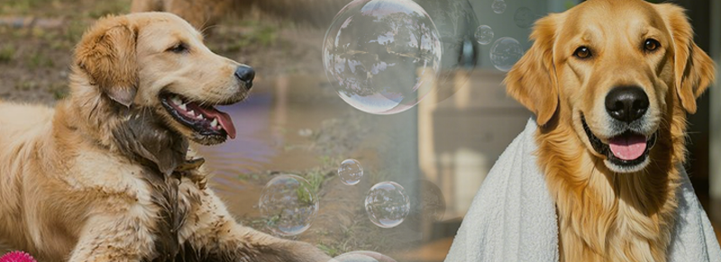 Hygienic Dog Washing At Your Fingertips Customize Vending Machine W2000*D663*H1800 Mm With Shampoo Options