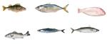 Professional Fish Automatic Grading Line And Sizing Other Small Fish