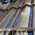 360° Rotating Dates Grading Machine High Precision Defect Detection Customizable