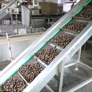 China 1.5 Ton Output Intelligent Chestnut Sizer And Grader Machine With 99.9% Sorting Accuracy wholesale
