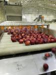 440V Energy Saving Apple Processing Line For Jam Making