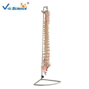 Vertebral Column Anatomical Skeleton Model With Pelvis And Painted Muscles