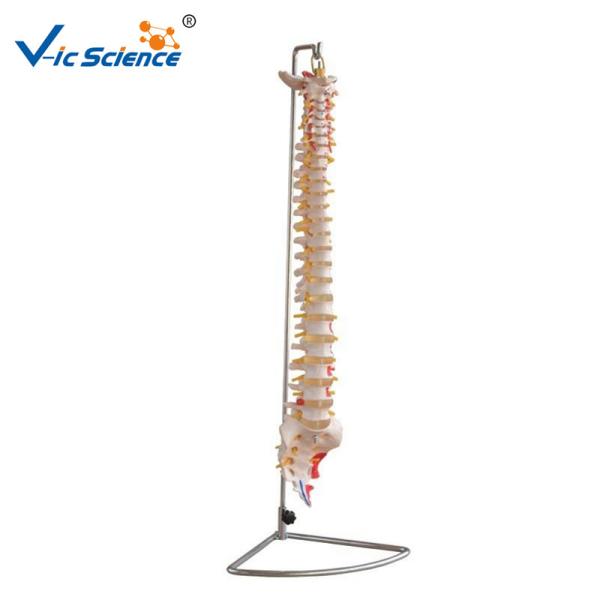 Medical Science Teaching 7kgs Anatomical Skeleton Model Vertebral Column With