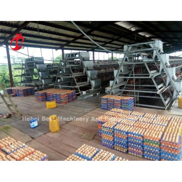 25 Years 90-200 Chickens Automatic Chicken Feeding System With Automatic Drinker Iris