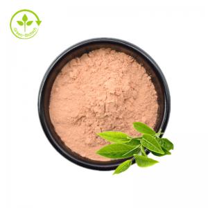 China Organic Green Tea Extract Powder Tea Polyphenols 98% EGCG 50% Catechins 70% wholesale