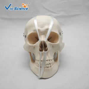 China Teaching Anatomical Skeleton Model Anatomy And Physiology Skull VIC-104 wholesale