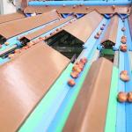 Automated Inspection 2.0 Tons Per Hour 8-Lane Palm Dates Sorting Machine