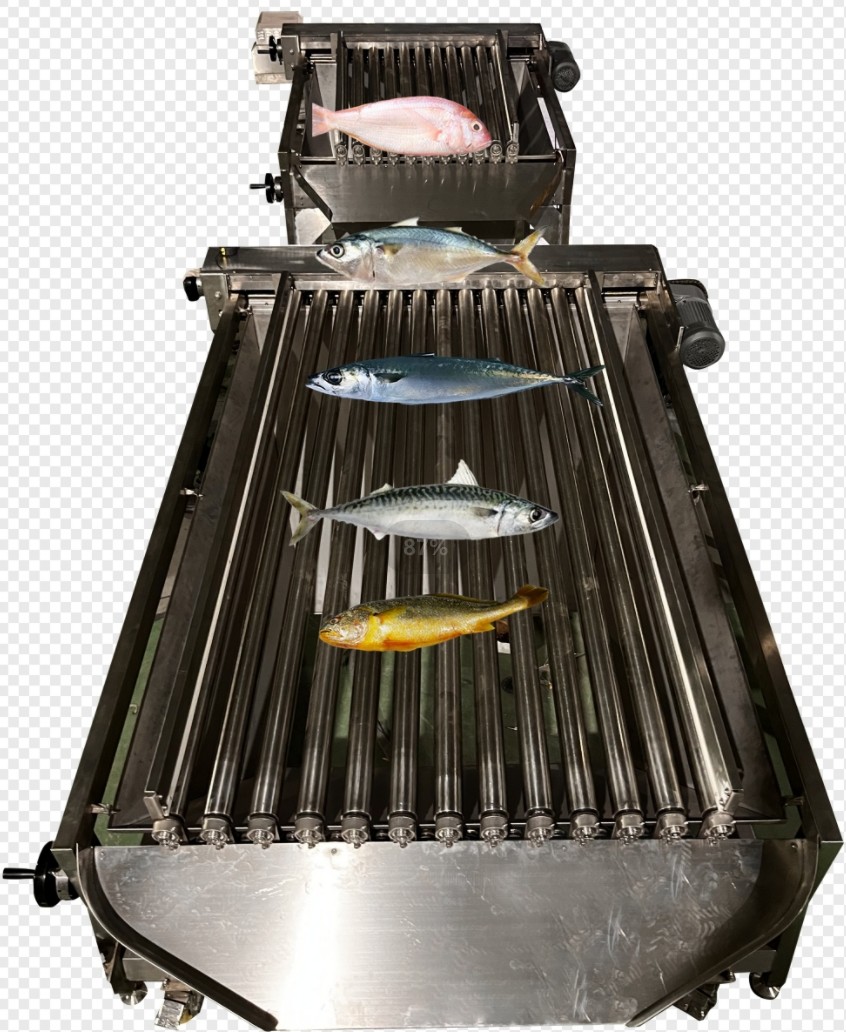 Professional Fish Automatic Grading Line And Sizing Other Small Fish