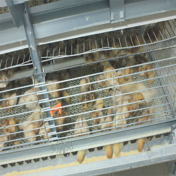 H Frame Battery Broiler Chicken Cage Hot Galvanized Steel Wire Mesh