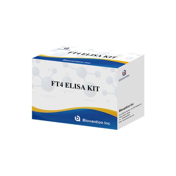 FT4 Elisa Test Kit Free Thyroxine Blood Test Serum Specimen