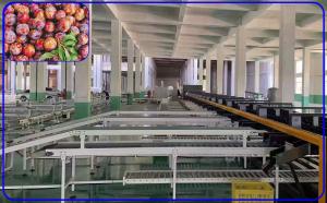 China 2 Channel Precise Automatic Sorting Machine Stainless Steel For Plum wholesale