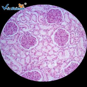 China Medicine Educational Pathology Microscope Slides / Human Pathology Glass Slides wholesale