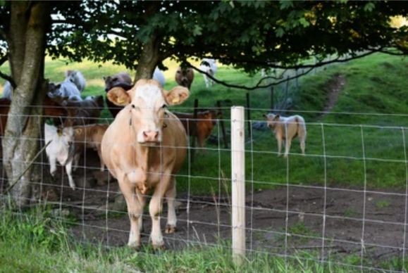 Galvanized Fixed Knot Field Fence Metal Iron White Garden Fence Aluminum Fence Low Carbon Steel Wire Main Iron Gate Designs