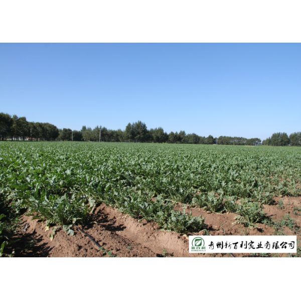 Organic Smooth Surface Fresh White Radish No Moldy Detoxification Function