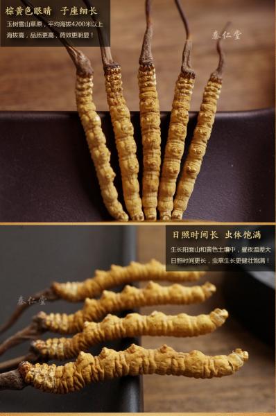 Quality Cordyceps sinensis，Chinese caterpillar fungus，winterworm summerherb for sale