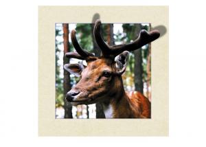 China Animal Stock 5D 3D Lenticular Pictures PET Printing Service Deer image wholesale